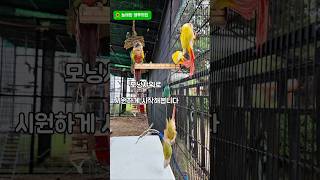 모닝샤워로 시작하는 하루#앵무새 #parrot #코뉴어…