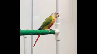 파인애플 코뉴어 “돌아!” “인사” 훈련 성공 영상