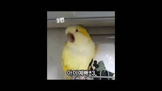 앵무새 퀴즈  정답 공개합니다^^*