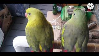 황태자 앵무 알아보기...