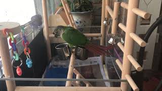 모닝 세수하는 코뉴어 앵무새 여름이