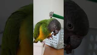 수리 혀 놀림 굿♡  #parrot #세네갈앵무 #앵무새 #반려동물