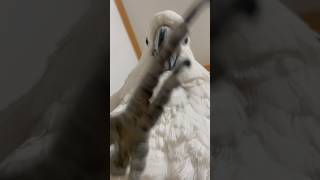 거대 코카투 순무 앵무새갸 휴대폰을 공격한당 #앵무새 #엄브렐라코카투 #코카투 #cockatoo #parrot #オウム #インコ