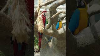 오월드 금강앵무 1