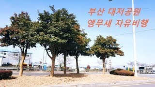 부산 대저 생태공원 앵무새 자유비행 (강풍바람에 바람을…