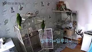 아마존앵무새 셀리수다