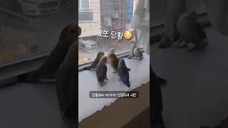 아가 모란앵무새 집합!! #앵무새카페  #birds #…