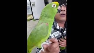 반말 하는 아마존 앵무새 초롱이