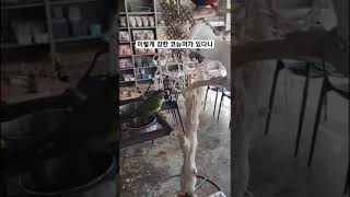 코카투를 이기는 코뉴어 보신적 있으세요? #cockatoo #parrot #birds