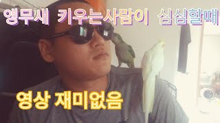 앵무새 키우는사람이 심심할때 하는짓