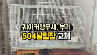 [퀘이커앵무새] 부리 / 504날림장 교체