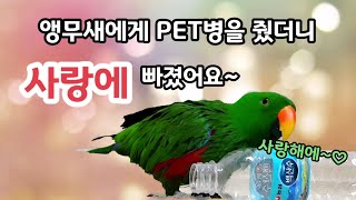 뉴기니아앵무 루피에게 PET병을 줬더니 사랑에 빠졌어요