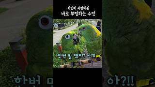 한번 말했찌? 내스탈아니라고 부정하는 앵무새 #앵무새 #아랑이 #talkingparrot #아마존앵무새
