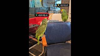 티키타카 하는 앵무새! 그리고... 사랑? #앵무새 #…