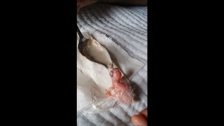 앵무새 새끼 키우는 모습들 (Parrot Baby Feeding Video Collection)