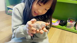 꼬물꼬물 아기새들이예요(모란앵무 아가새) - 뽀뽀잉