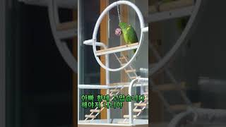 아마존 앵무새 나니 앵무새 놀이터 달아준 장난감에 무한…