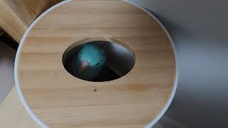 알자리를 찾던 유리앵무가 결국 찾아낸 것은.. (화냄주…