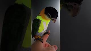 검은 머리 카이큐 3개월 남아 분양중이예요