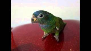 앵무새/중형앵무/피어니스/블루피어니스