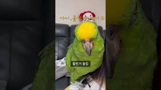 졸리지만 잠은 자고 싶지 않아 #미쁜이네 #parrot…