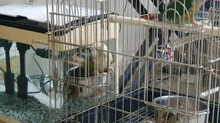 코뉴어~물통 안에서 시원하게 목욕해요 흠뻑 젖을정도로요…