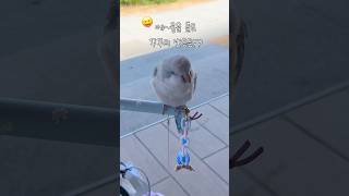 어이없지만 할 줄 아는 욕(?)이 없음#퀘이커앵무송꾸꾸