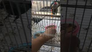 수제쿠기 먹방 코뉴어