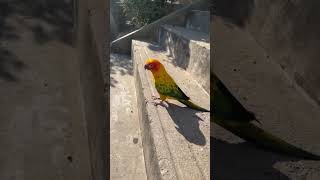 오늘 날씨가 좋네요!! #구독 #귀여운 #앵무새 #앵무…