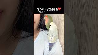 앵무새와 살면 좋은점ㅣ앵무새 키우기 장점❤