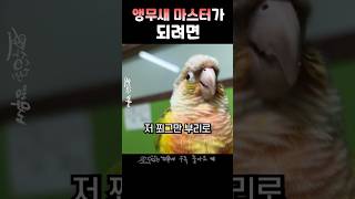 앵무새들 호감작 하는법 #앵무새 #동물