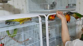 (앵무새이유식) 이유조가 아니어도 간식처럼 이유식주면 좋아요~