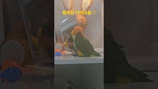 행복한 카이큐들♡ #앵무새 #카이큐 #카이큐앵무새 #노…