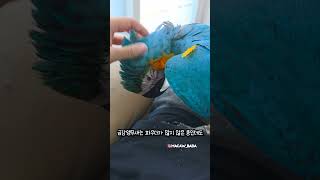 앵무새 키우고 싶으세요? 이거 감당하셔야 합니다 #앵무새