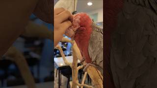 무너의 앵무친구 우유(화이트 코카투)와 딸기(칼라코카투)를 소개합니다. #white coca-tu #color coca-tu #parrot