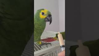 귀농귀촌 아마존앵무새 이유식먹기