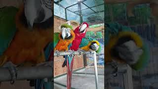 인사성 좋은 금강앵무 3총사