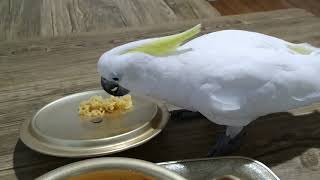 코카투 앵무새 &quot;망고&quot;
