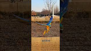 날기 귀찮아 하는 앵무새를 날리면? #앵무새자유비행