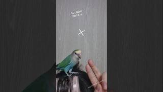 앵무새 귀여움 #앵무새 #모란앵무 #parrot #lovebird