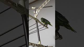 귀농귀촌 아마존앵무새 말하고 놀아주기