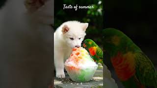 귀여움 팡팡!! 아기백구와 앵무새의 빙수 먹방 puppy and parrot share shaved ice #cute #funny #cutedog #puppy