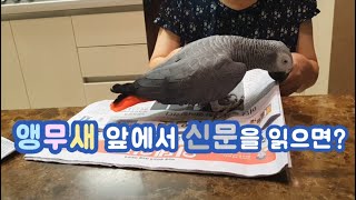 앵무새 앞에서 신문을 읽으면 생기는일