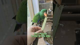 아기 뉴기니아 크롱이 사탕수수 뇸뇸  #뉴기니아 #parrot #뉴기니아앵무 #birds #반려동물