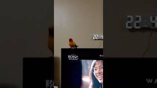 쿠쿠다스의 팬트하우스 2