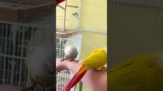 덩치는 큰데 자기보다 작은 코뉴어에게 밀리는 착한 코카…