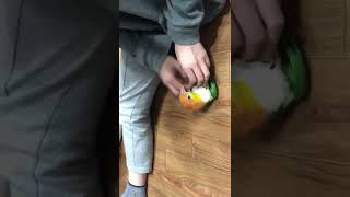 카이큐랑 노는 건 재밌어 #caique #카이큐앵무새 #카이큐