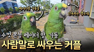 흥미진진하게 사람말로 싸우는 앵무새 커플 새린이들/ 수컷본능 레이다망 가동중인 아랑이 단속하는 앵무새