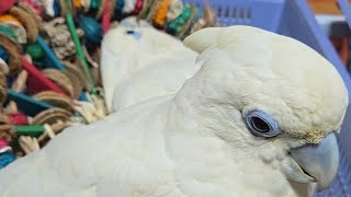 듀컵 코카투, 뉴기니아 앵무새예요