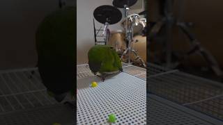 귀엽둥이 한스 마카우 롱롱이들이예요